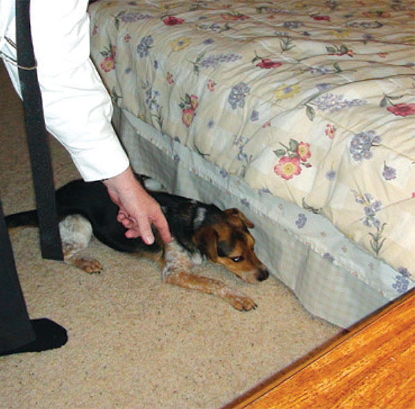 bed bug search
